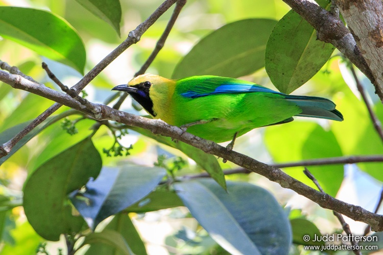 Blue-winged Leafbird, Khao Yai National Park, Thailand